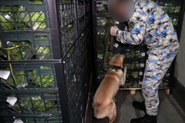 Azerbaijan customs seize nearly 29 kg of marijuana hidden under lettuce heading to Russia -VIDEO 