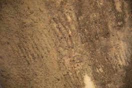 New petroglyphs uncovered in Gobustan National Reserve - PHOTO 