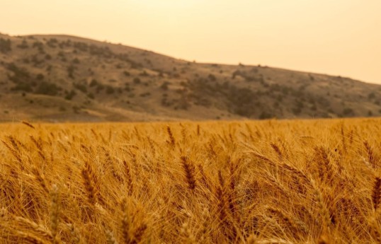 World Bank updates wheat price forecast
