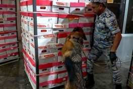 More than 25 kg of marijuana found in pepper shipment from Iran to Russia - PHOTO  - VIDEO 