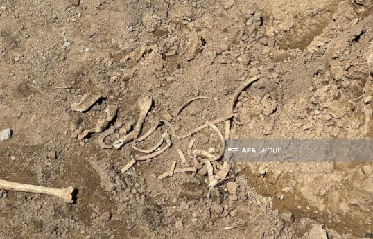 Remains resembling human bones discovered in Shushakend, investigation underway
