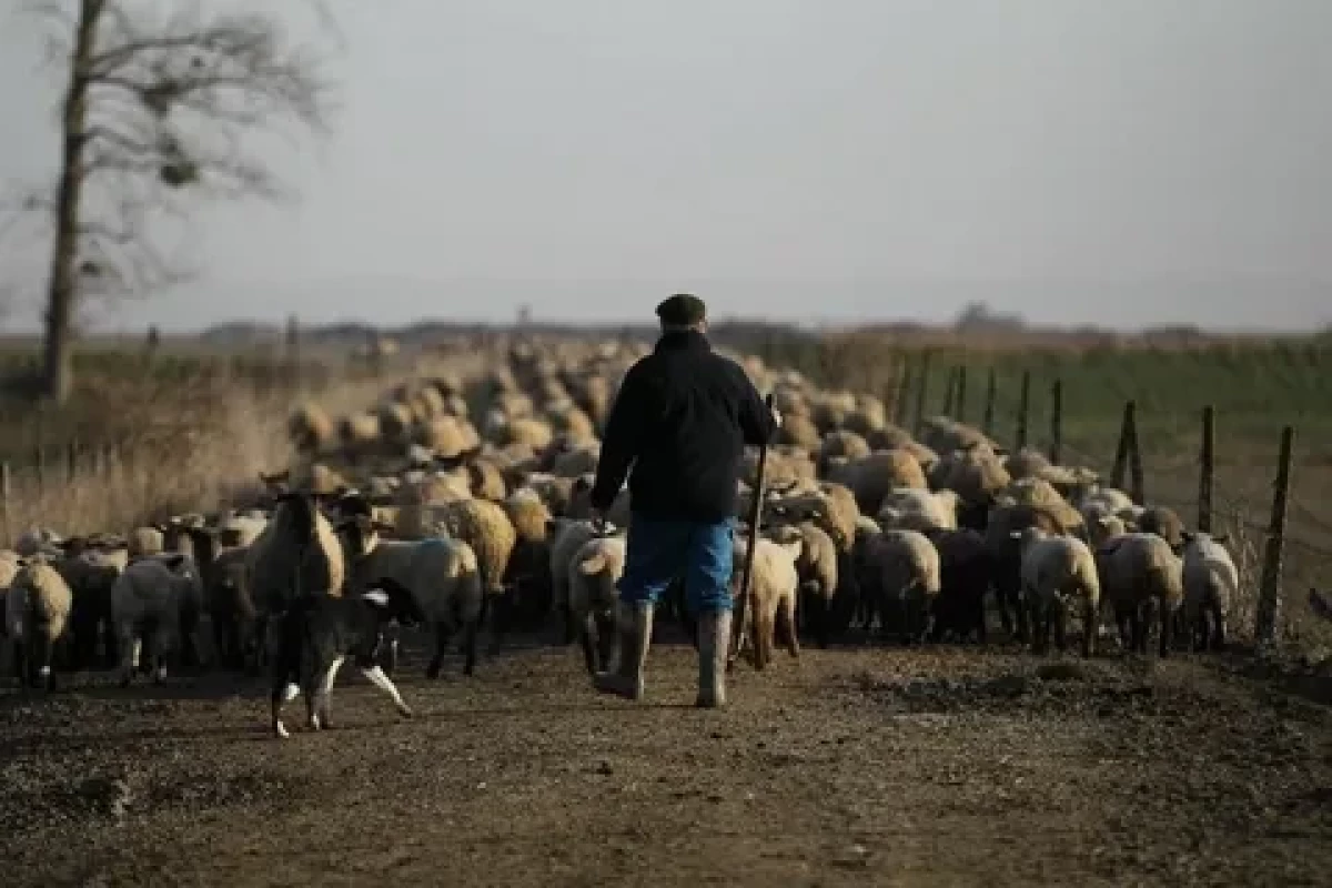 German Farmers