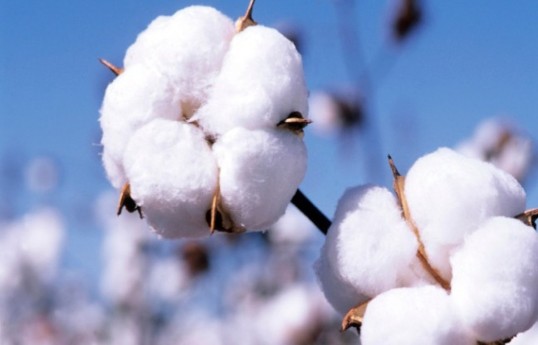 Azerbaijan's cotton exports increase