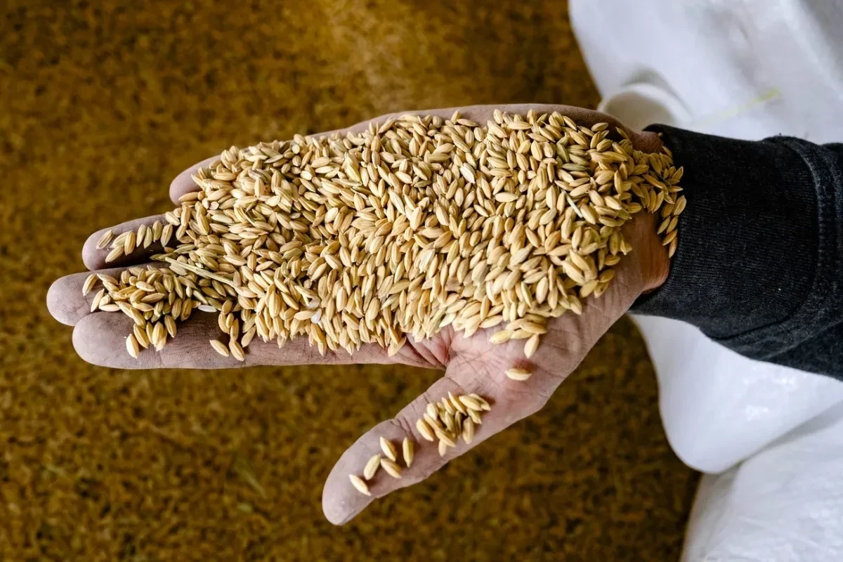 Grain prices revealed on world markets