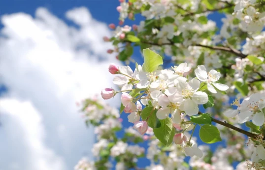 Spring to begin in Azerbaijan on March 20 at 18:45