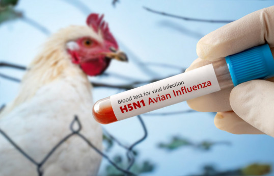 Israel reports bird flu outbreak on farm in north, WOAH says