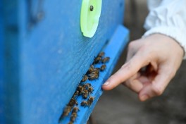 Leyla Aliyeva meets “Young Beekeeper” project participant in Yevlakh - PHOTO 