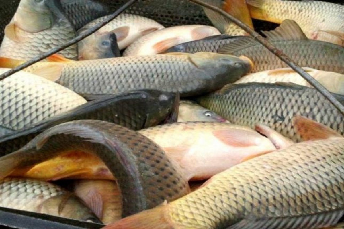 New sales rules proposed for fisheries products in Azerbaijan