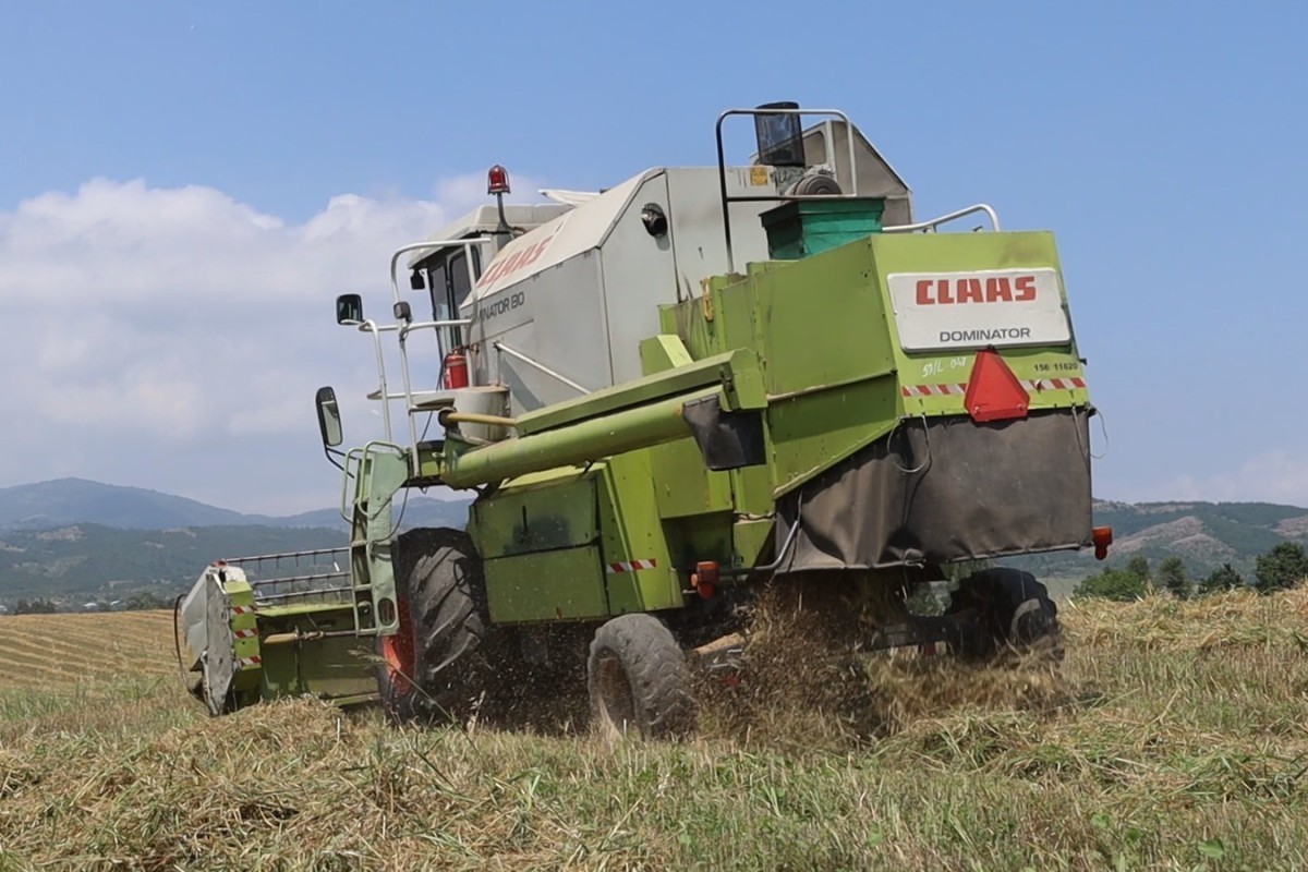 Grain harvesting begins in Khojaly and Aghdara after 34 years - PHOTO 