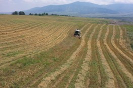 Grain harvesting begins in Khojaly and Aghdara after 34 years - PHOTO 