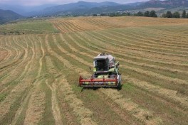 Grain harvesting begins in Khojaly and Aghdara after 34 years - PHOTO 