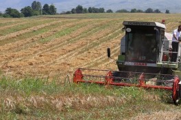Grain harvesting begins in Khojaly and Aghdara after 34 years - PHOTO 