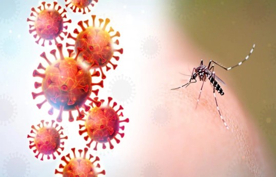 Dengue virus case confirmed in Georgia