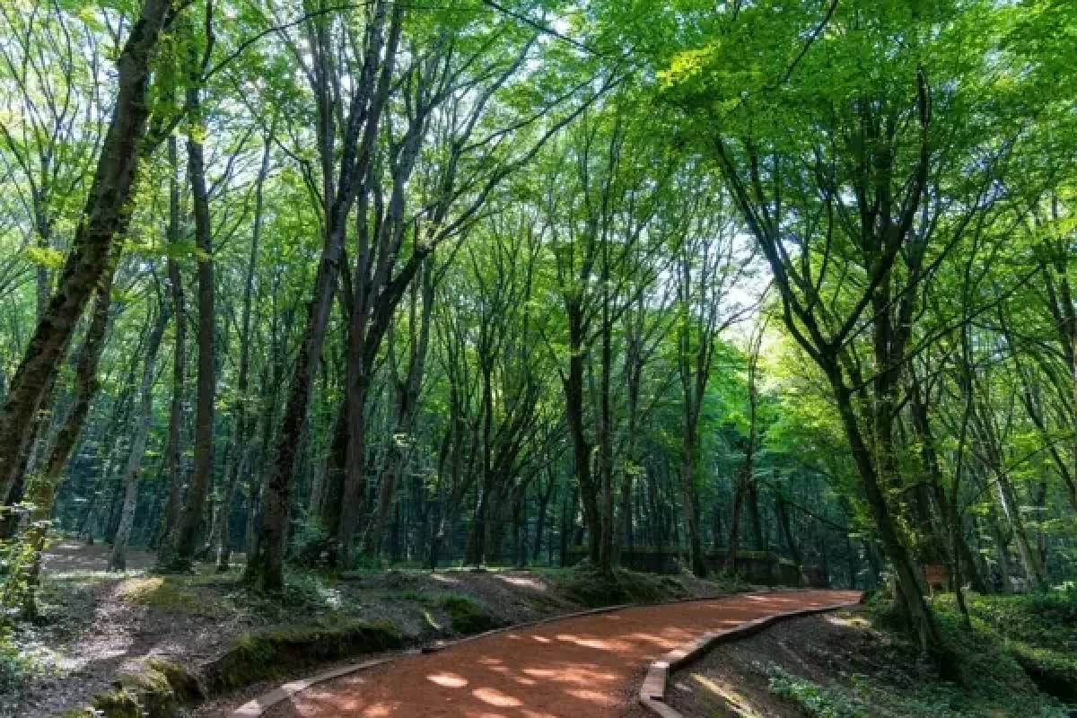 Istanbul bans forest entry to prevent summer wildfires