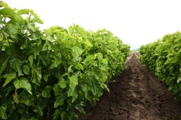 Infrastructure created for sericulture development in Dashbulag village of Khojaly reviewed
