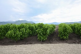 Infrastructure created for sericulture development in Dashbulag village of Khojaly reviewed