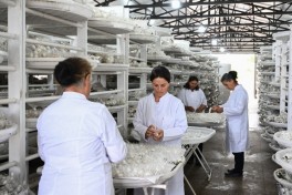 Infrastructure created for sericulture development in Dashbulag village of Khojaly reviewed