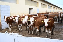 Livestock complex in Khojaly visited