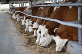 Livestock complex in Khojaly visited