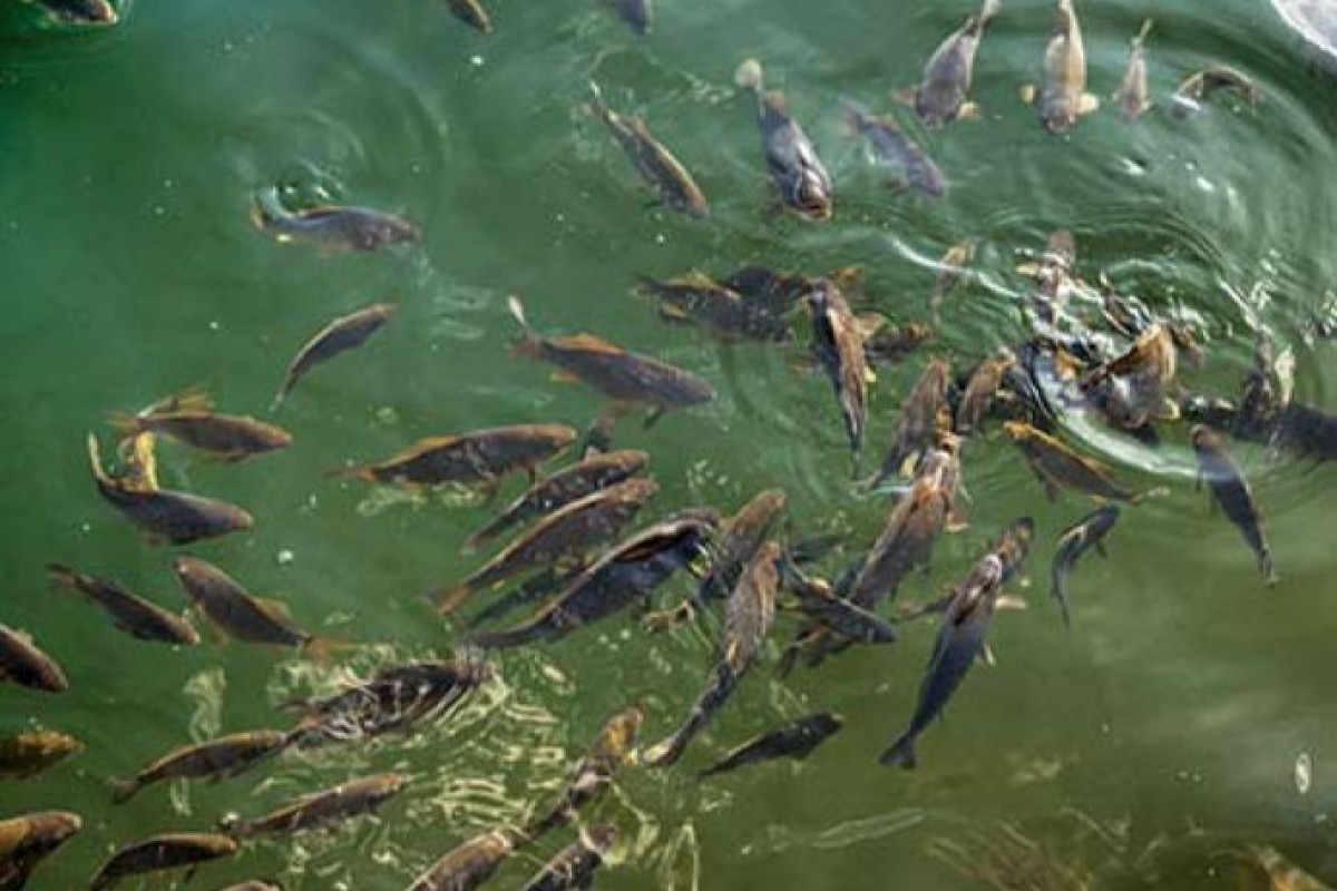 Draft Law on Fisheries submitted to Azerbaijani Parliament