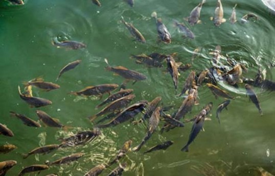 Draft Law on Fisheries submitted to Azerbaijani Parliament