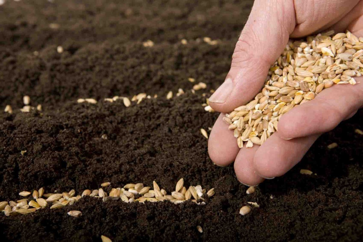 Private sector to be involved in production of original and elite seeds in Azerbaijan