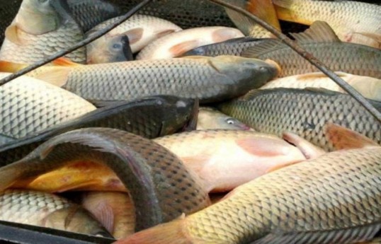 New sales rules proposed for fisheries products in Azerbaijan