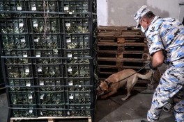 More than 90 kg of marijuana found in truck carrying cauliflower from Iran to Russia - PHOTO 