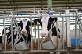 President Ilham Aliyev attended opening of “Shirvan Agro” livestock complex in Shamakhi