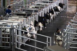President Ilham Aliyev attended opening of “Shirvan Agro” livestock complex in Shamakhi
