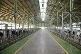 President Ilham Aliyev attended opening of “Shirvan Agro” livestock complex in Shamakhi