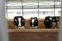 President Ilham Aliyev attended opening of “Shirvan Agro” livestock complex in Shamakhi