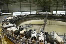 President Ilham Aliyev attended opening of “Shirvan Agro” livestock complex in Shamakhi