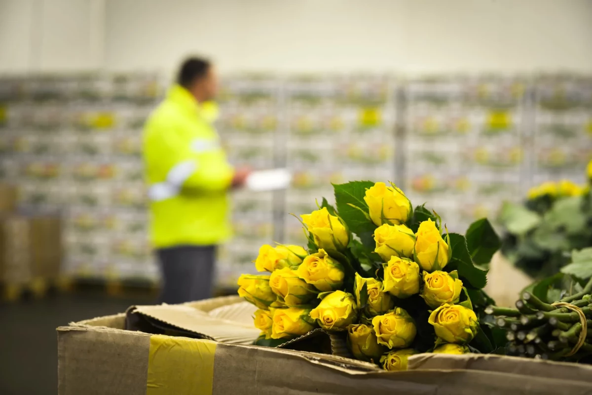 Russia to restrict flower imports from Armenia from May 22 — watchdog
