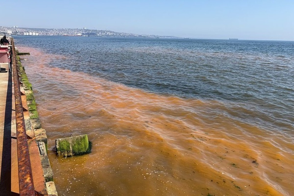 Part of Türkiye’s Black Sea coastline has turned brown