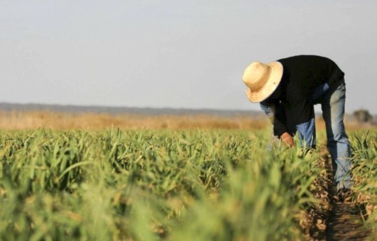 Azerbaijan prepares draft law on agricultural sector