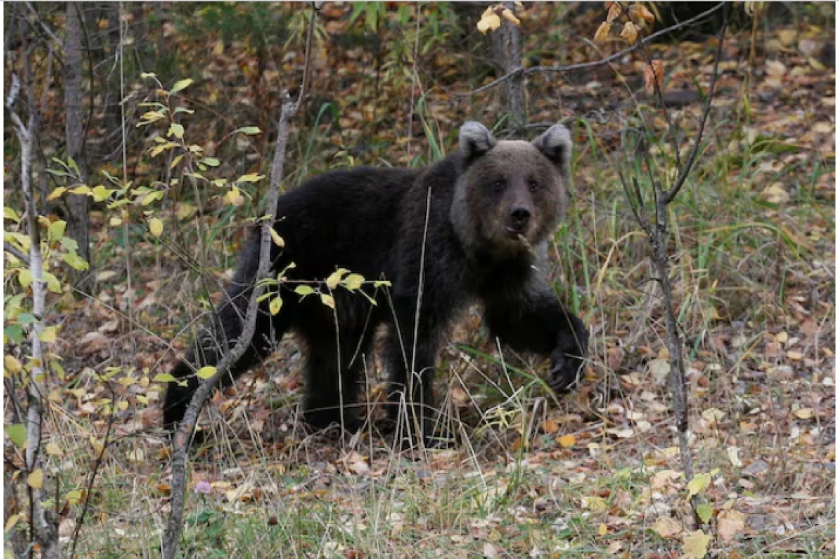 Bear attacks on civilians continue in Russia, two more killed in Irkutsk