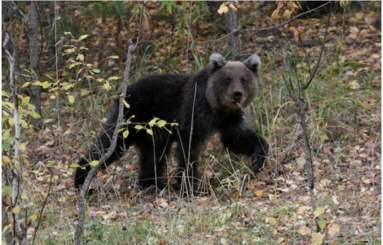 Bear attacks on civilians continue in Russia, two more killed in Irkutsk