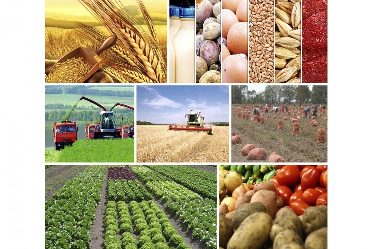 Azerbaijan produces nearly AZN 12 billion worth of agricultural products in nine months