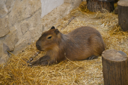 Leyla Aliyeva visits Capybara Azerbaijan farm in Shamakhi