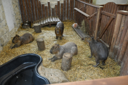 Leyla Aliyeva visits Capybara Azerbaijan farm in Shamakhi