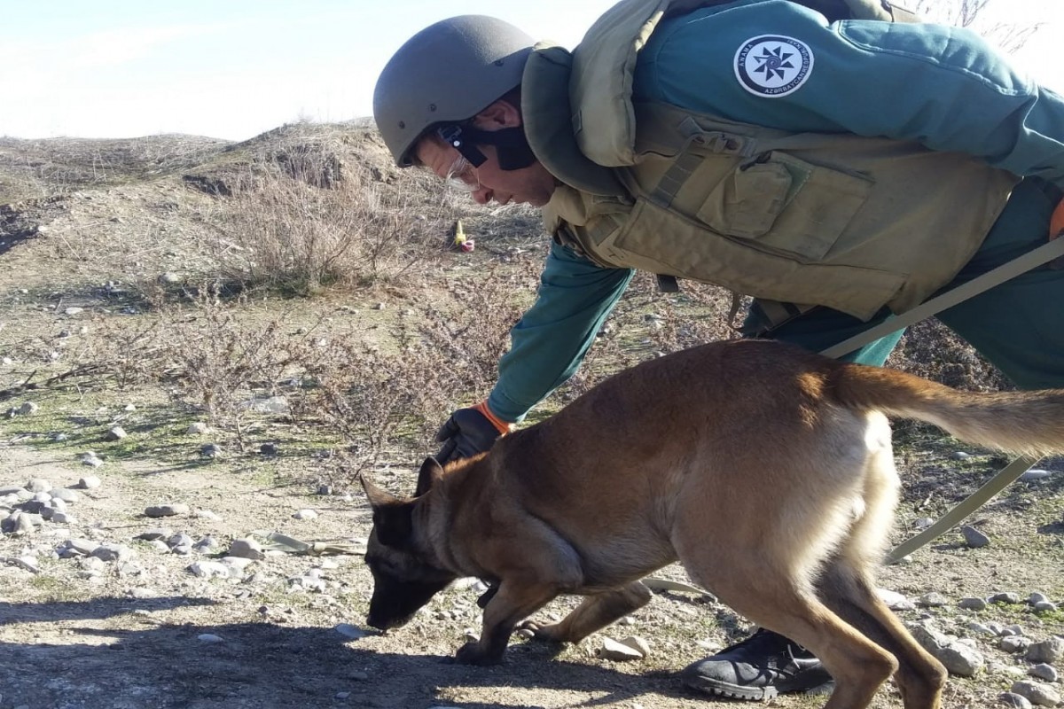 ANAMA receives over 60 donated mine detection dogs in past five years
