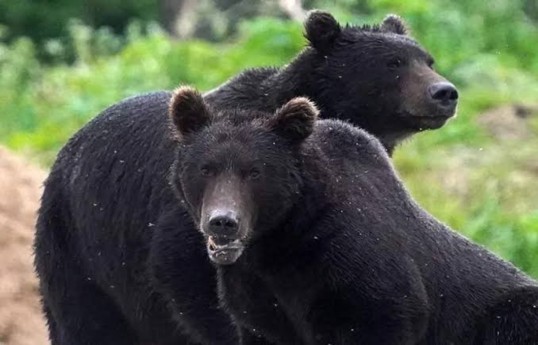 Bear attacks on cities increase in Russia, high-alert regime declared