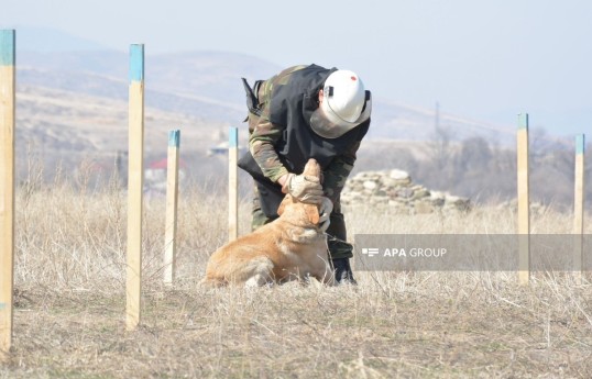 Azerbaijan ANAMA detects 132 mines, 426 UXOs discovered in liberated territories