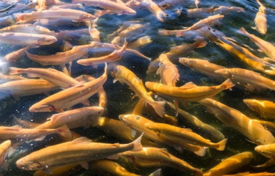 Russia maintains ban on the import of fish and dairy products from Armenia